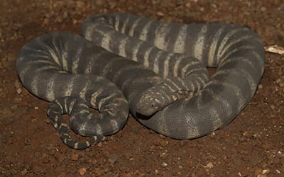 Marine File Snake