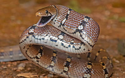 Montane Trinket Snake