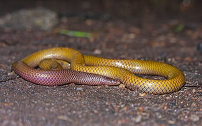 Nilgiri Shieldtail