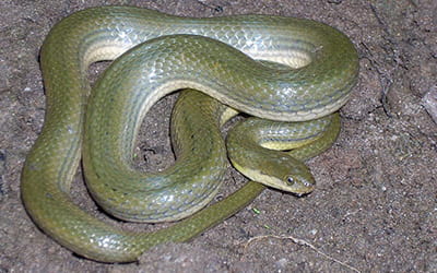 Olive Keelback