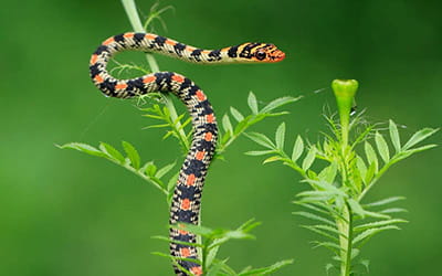 Ornate Flying Snake