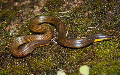 Palni Shieldtail