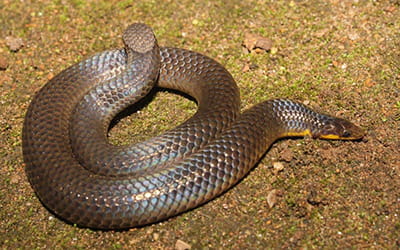 Periyar Shieldtail