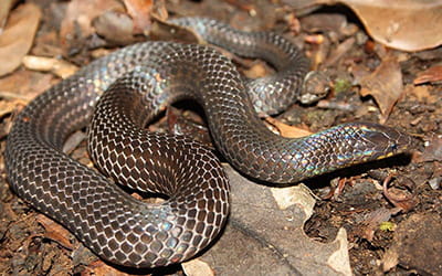 Perrotet's Mountain Snake