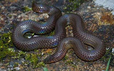 Perrotet’s Shieldtail