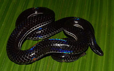 Pied-bellied Shieldtail