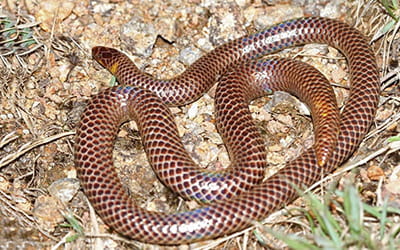 Purple Shieldtail