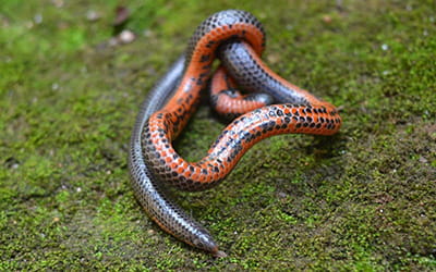 Red-bellied Shieldtail
