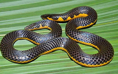 Red-lined Shieldtail