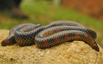 Red-sided Shieldtail