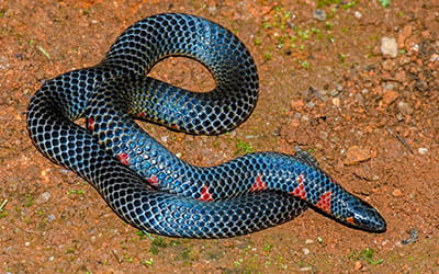 Red-spotted Shieldtail