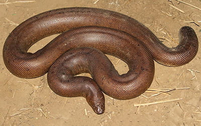 Red Sand Boa