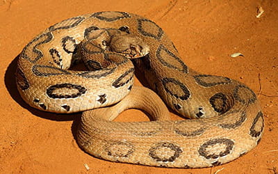Russell’s Viper