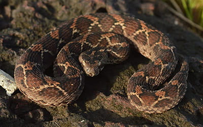 Saw-scaled Viper