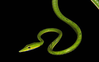Long-nosed Vine Snake