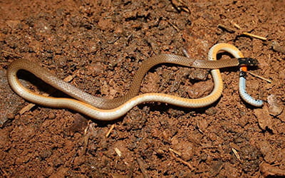 Slender Coral Snake