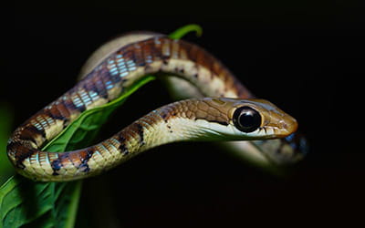 Southern Bronzeback