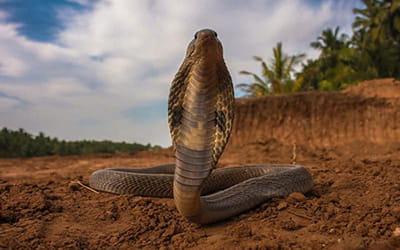 Spectacled Cobra