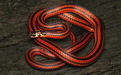 Striped Coral Snake