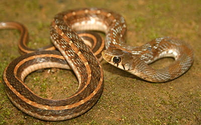Striped Keelback