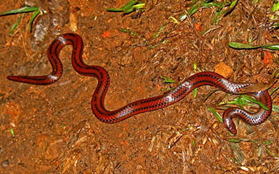 Three-lined Shieldtail