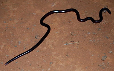 Thurston's Worm Snake