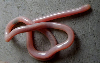 Tindall's Worm Snake