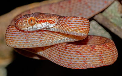 Travancore Cat Snake