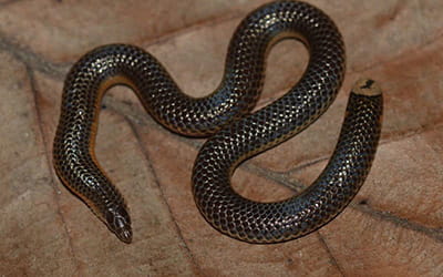 Travancore Shieldtail