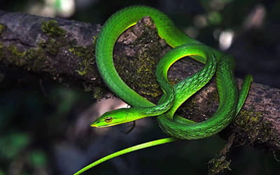 Travancore Vine Snake