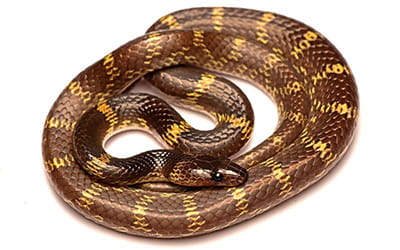 Travancore Wolf Snake