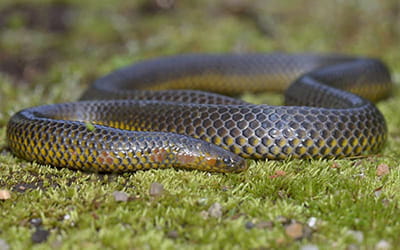 Uropeltis Species