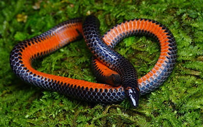 Western Shieldtail