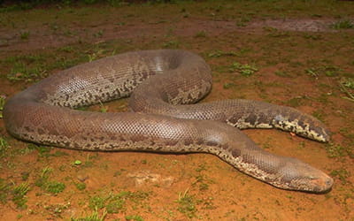 Whitaker’s Boa
