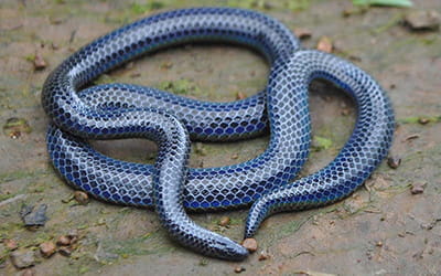 Wynad Shieldtail