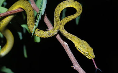 Yellow-Green Cat Snake