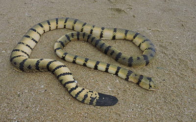 Yellow Sea Snake